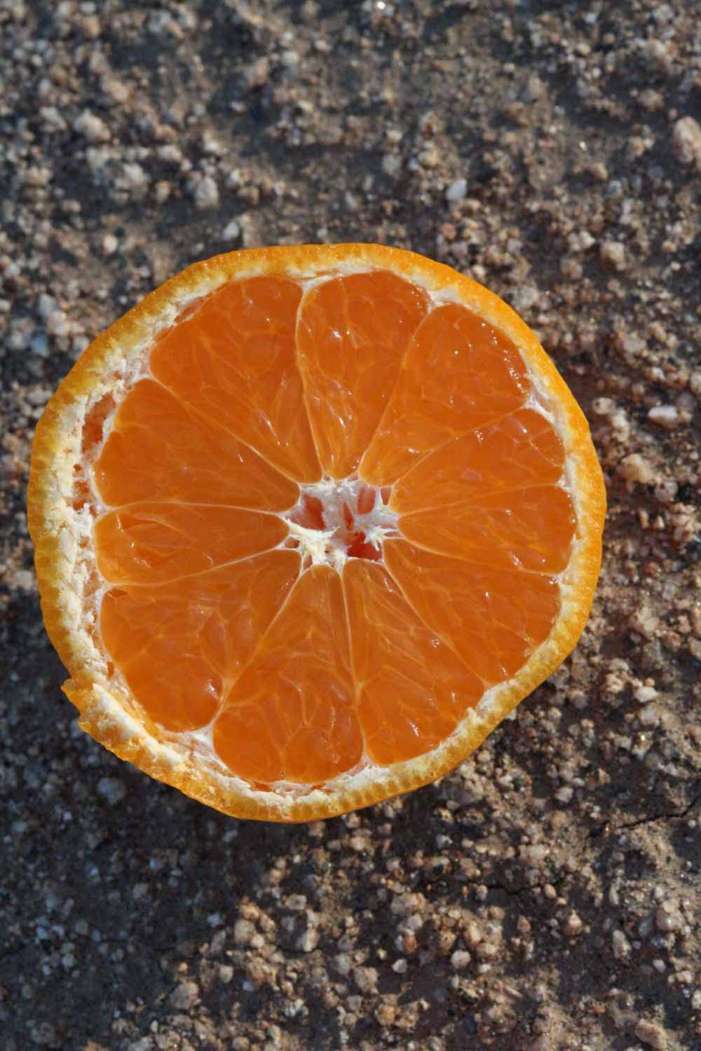            Fruit cross-section (Riverside, CA)   